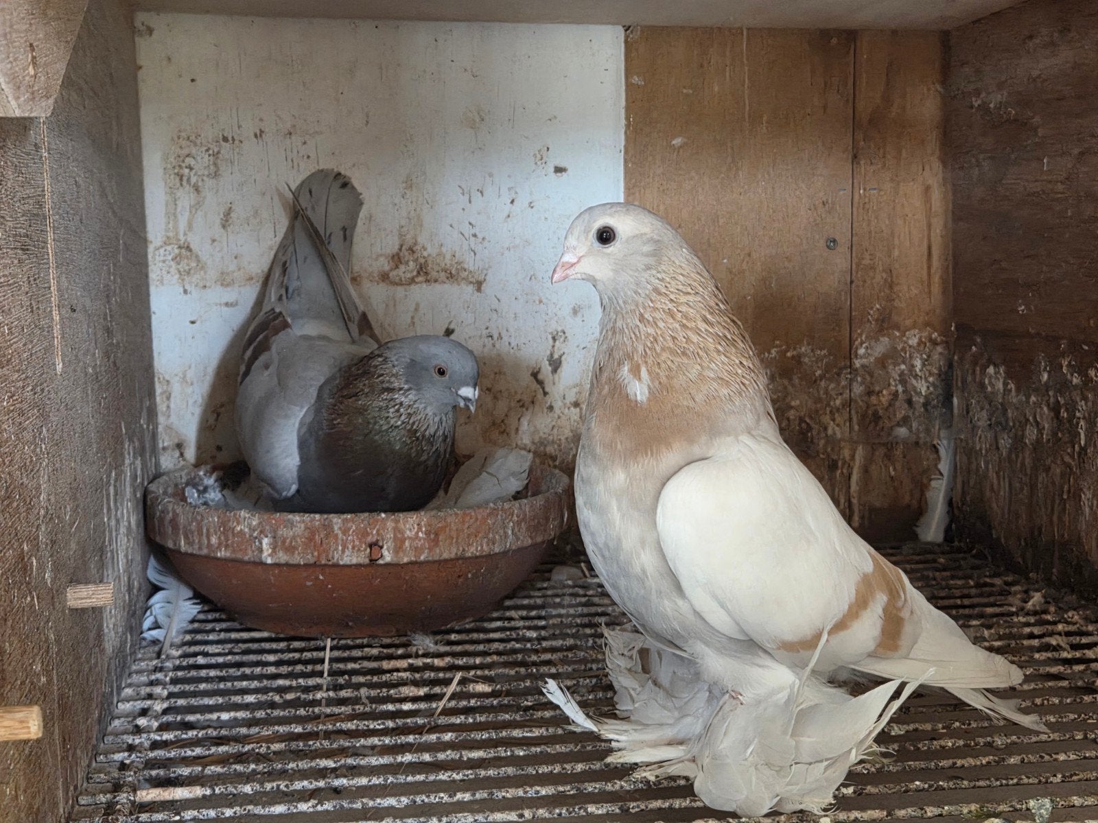Agaran tuimelaars, Meerdere dieren, Overige soorten