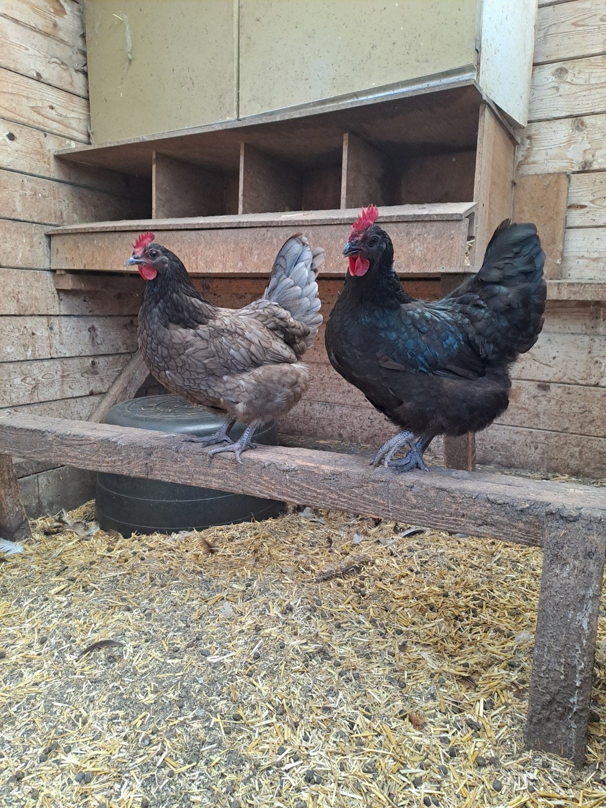 2 australorp hennen, Vrouwelijk, Kip