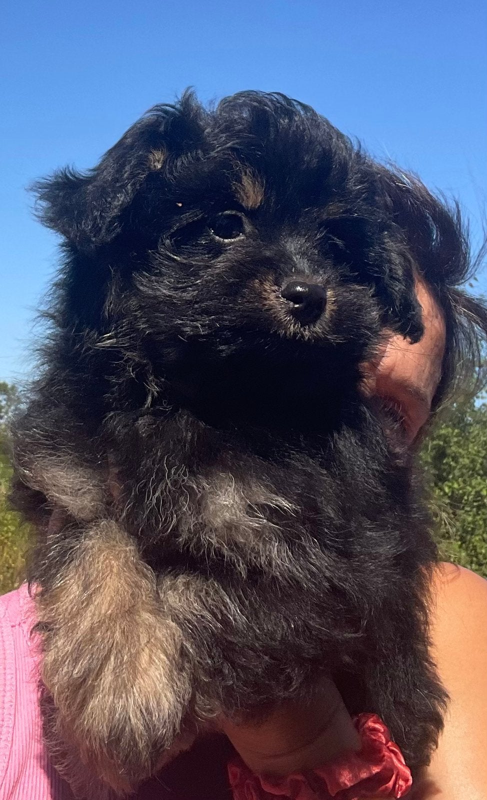 Pomapoo pups, Parvo, Overige rassen, 8 tot 15 weken, Meerdere