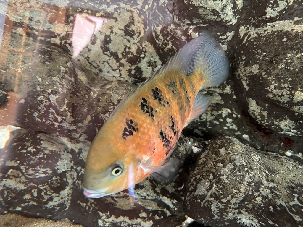Cichlasoma bocourti, Vis, Zoetwatervis