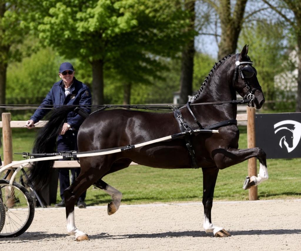 4-jarige tuigpaard merrie | Kanjer x Sir Arie lijn, Dieren en Toebehoren, Merrie, Met stamboom, Niet van toepassing, 3 tot 6 jaar