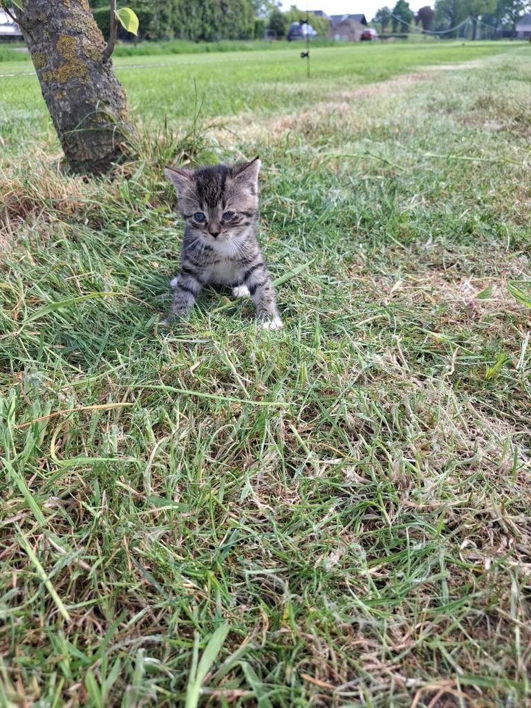 Kittens