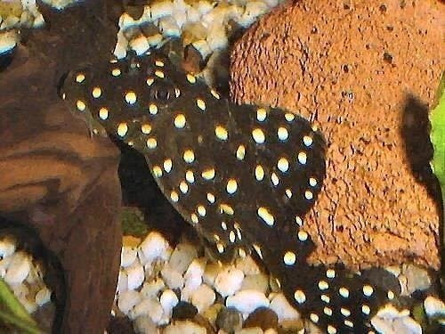 L nummers Withe spot Orange spot, bijzondere algeneters, Dieren en Toebehoren, Vis