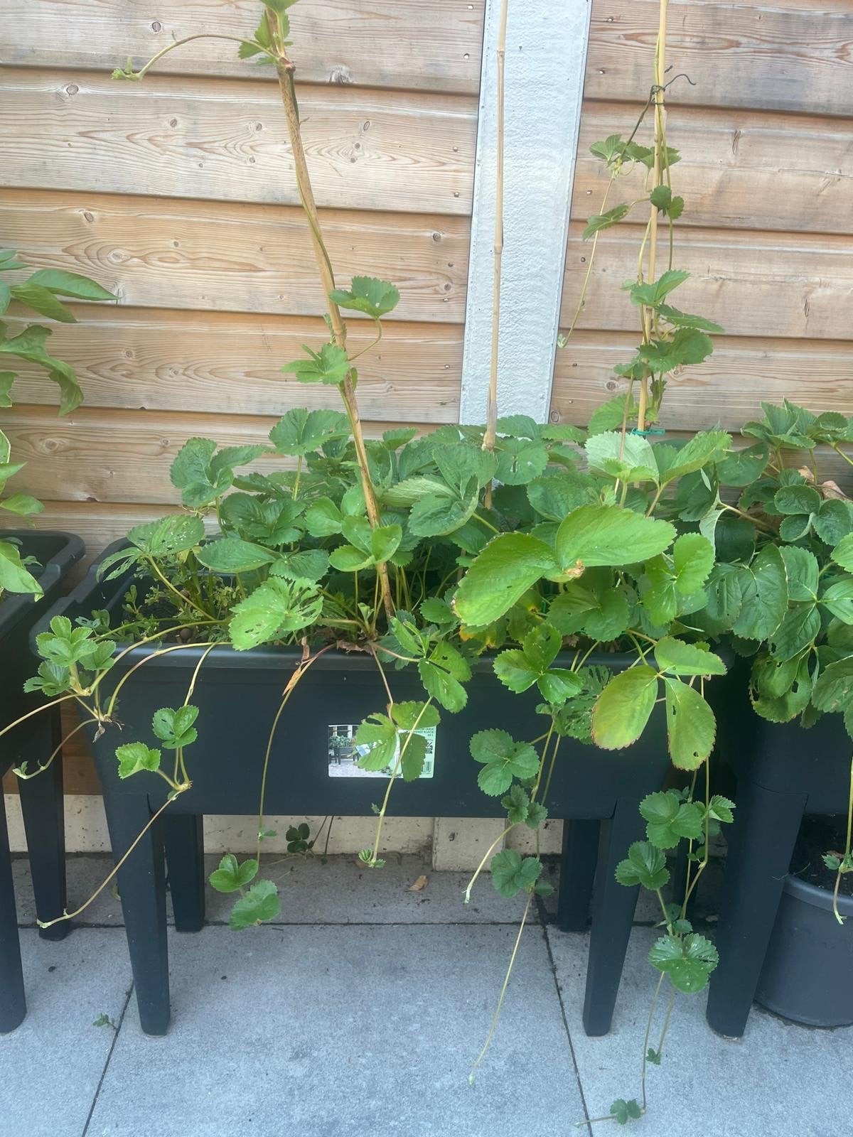 Aardbei- en paprikaplanten in kweekbakken, Tuin en Terras, Planten | Tuinplanten, Ophalen, Volle zon, Vaste plant, Fruitplanten