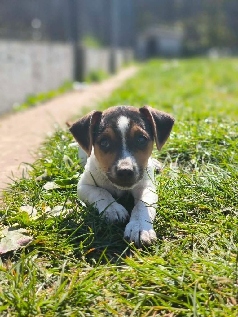 prachtige jack russel pup klaar voor vertrek!!, Parvo, België, Jack Russell Terriër, 8 tot 15 weken