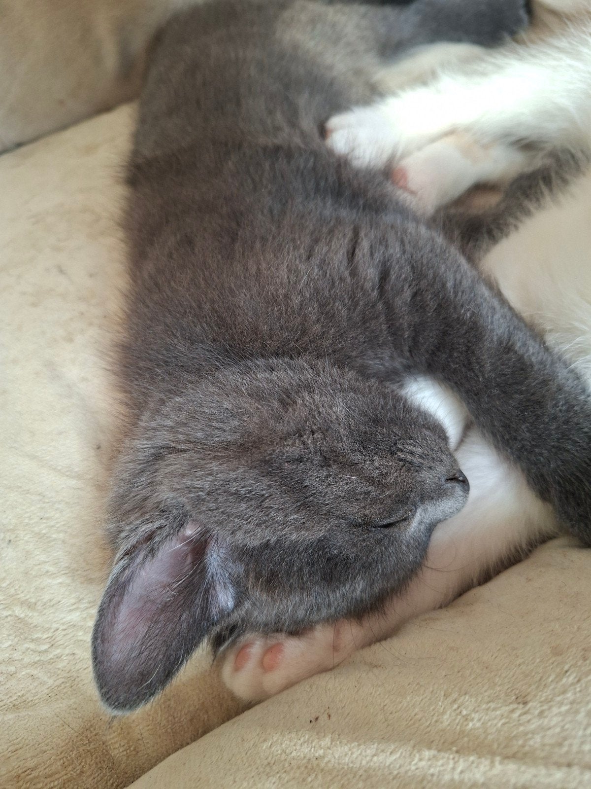 opnieuw aangeboden kruising maine coon x brits korthaar., Dieren en Toebehoren, Kater, 0 tot 2 jaar