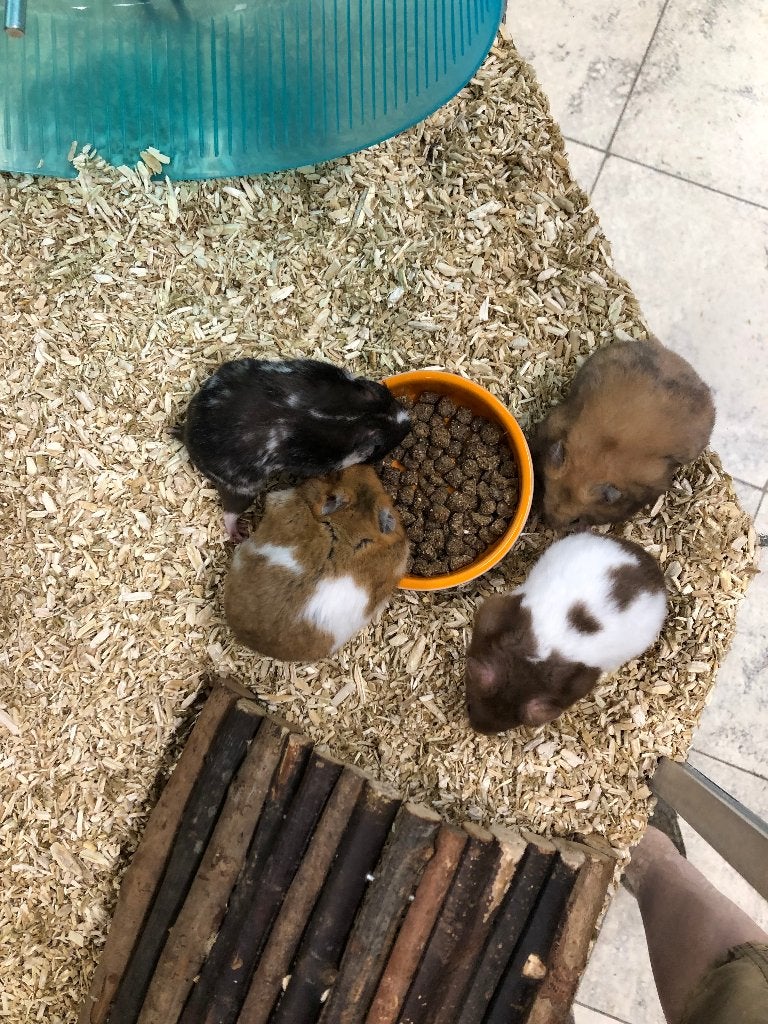 Goudhamster / Syrische hamster mannen (10/11 wkn), Dieren en Toebehoren, Hamster, Mannelijk, Mei, Tam