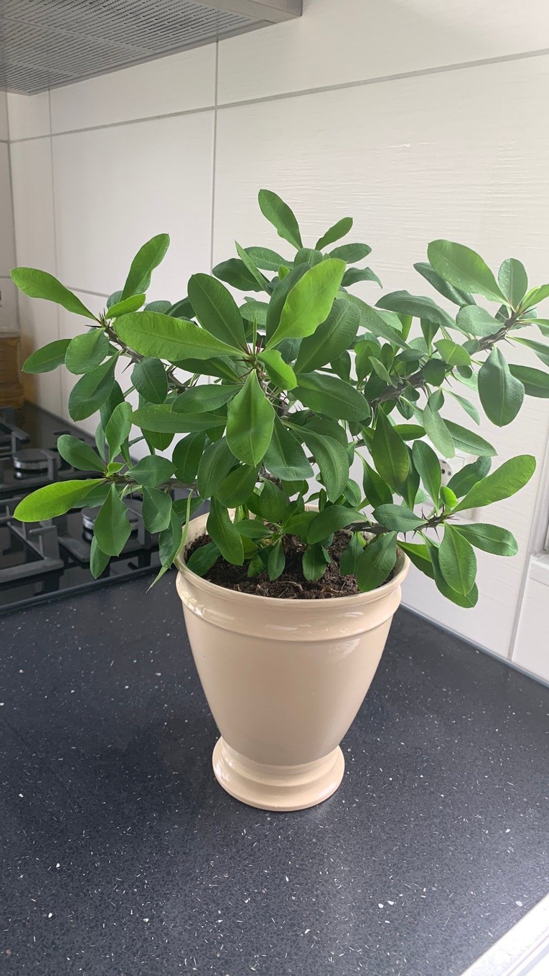 Cactus plant met pot €17, Huis en Inrichting, Ophalen, Cactus, Volle zon, Minder dan 100 cm