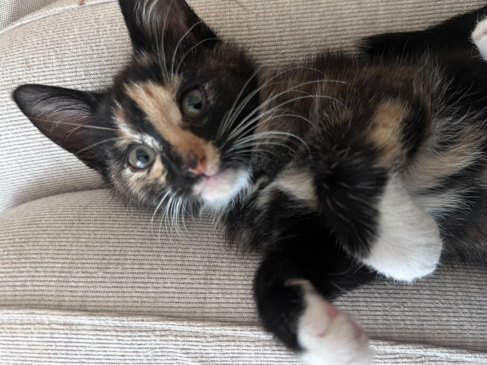 kittens zoeken huisje, Dieren en Toebehoren, Meerdere dieren, 0 tot 2 jaar