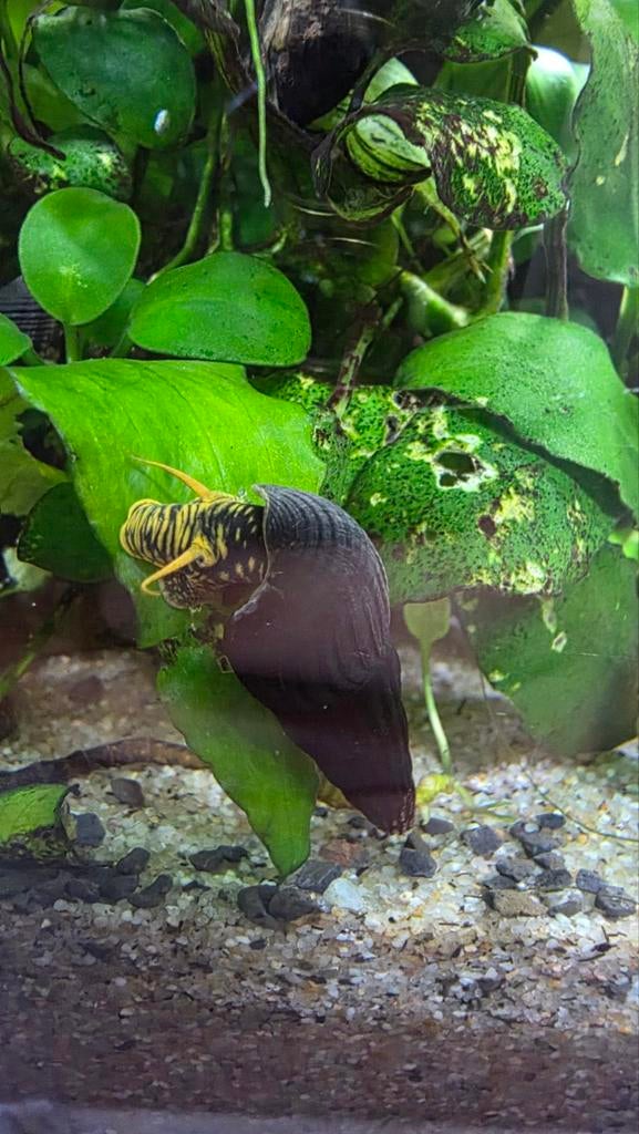 Tylomelania, rabbit snale, sulawesi slak. Vanaf 4mm €1,-, Slak of Weekdier