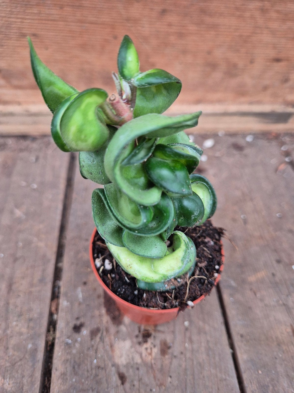 Hoya Carnosa Compacta Mauna Loa p6