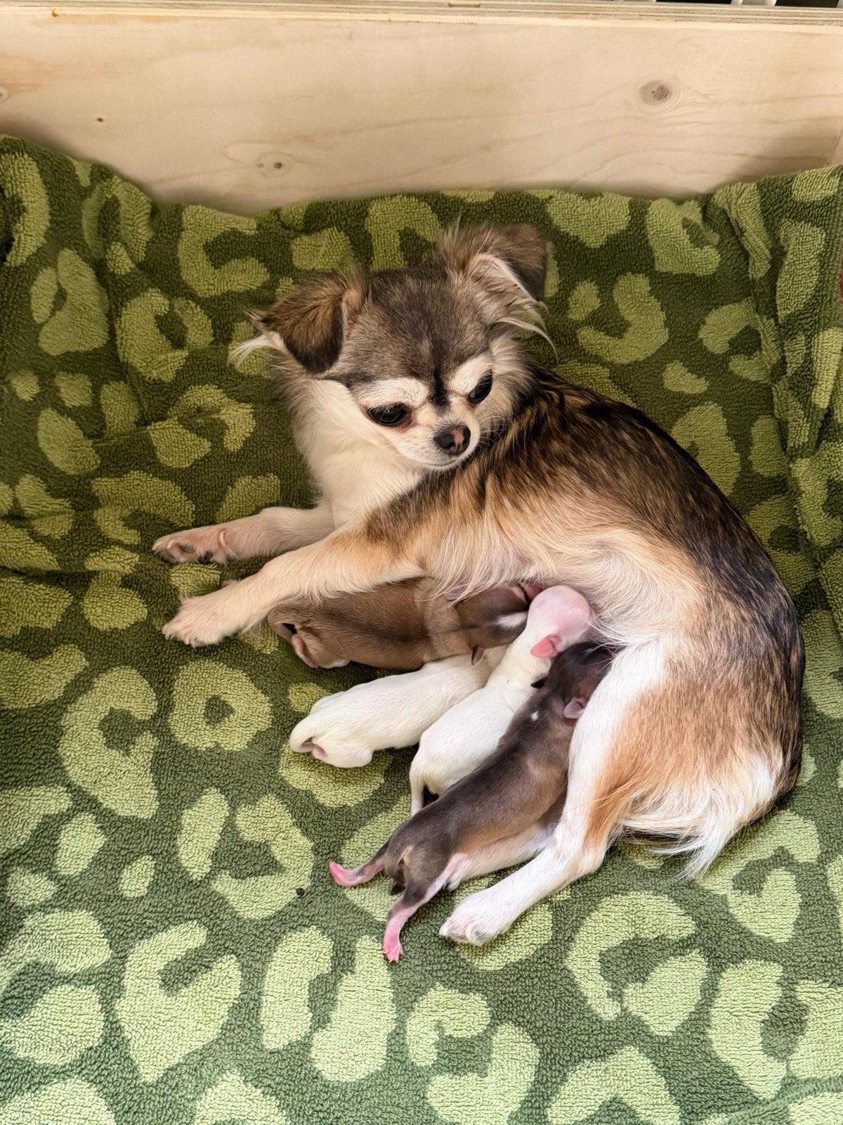 Raszuivere chihuahua pupjes!, 8 tot 15 weken, CDV (hondenziekte), Meerdere, Meerdere dieren