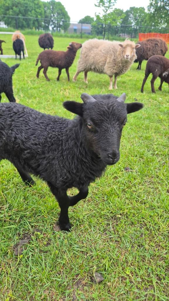 Ouessant schaap, mini schaap, Dieren en Toebehoren, Vrouwelijk, Schaap