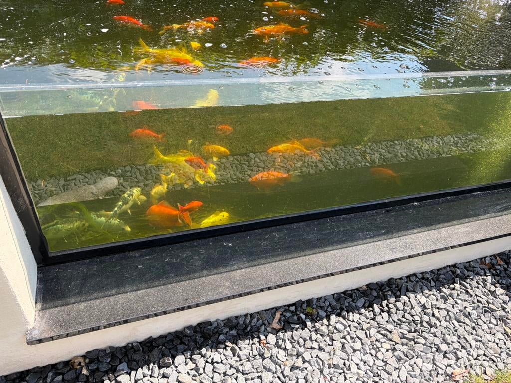 Koi karpers en goudvissen, Vis
