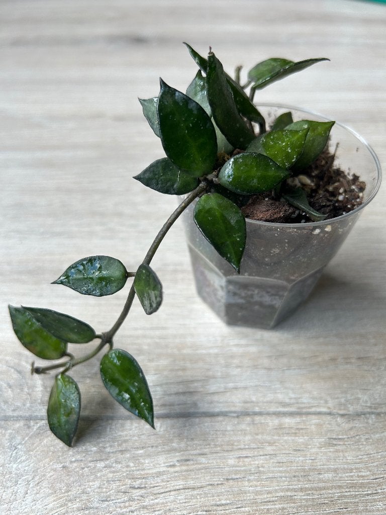 Hoya Krohniana Black Leaves, Huis en Inrichting, Kamerplanten, In pot, Minder dan 100 cm, Bloeiende kamerplant, Halfschaduw