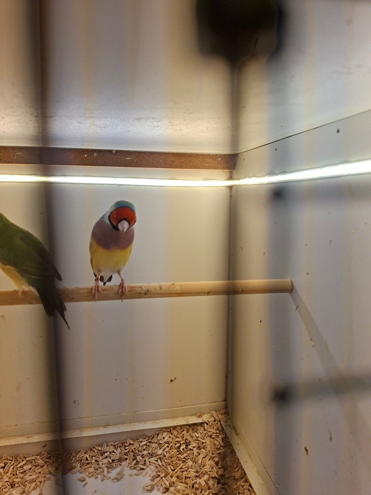 Gouldamedines te koop, Meerdere dieren