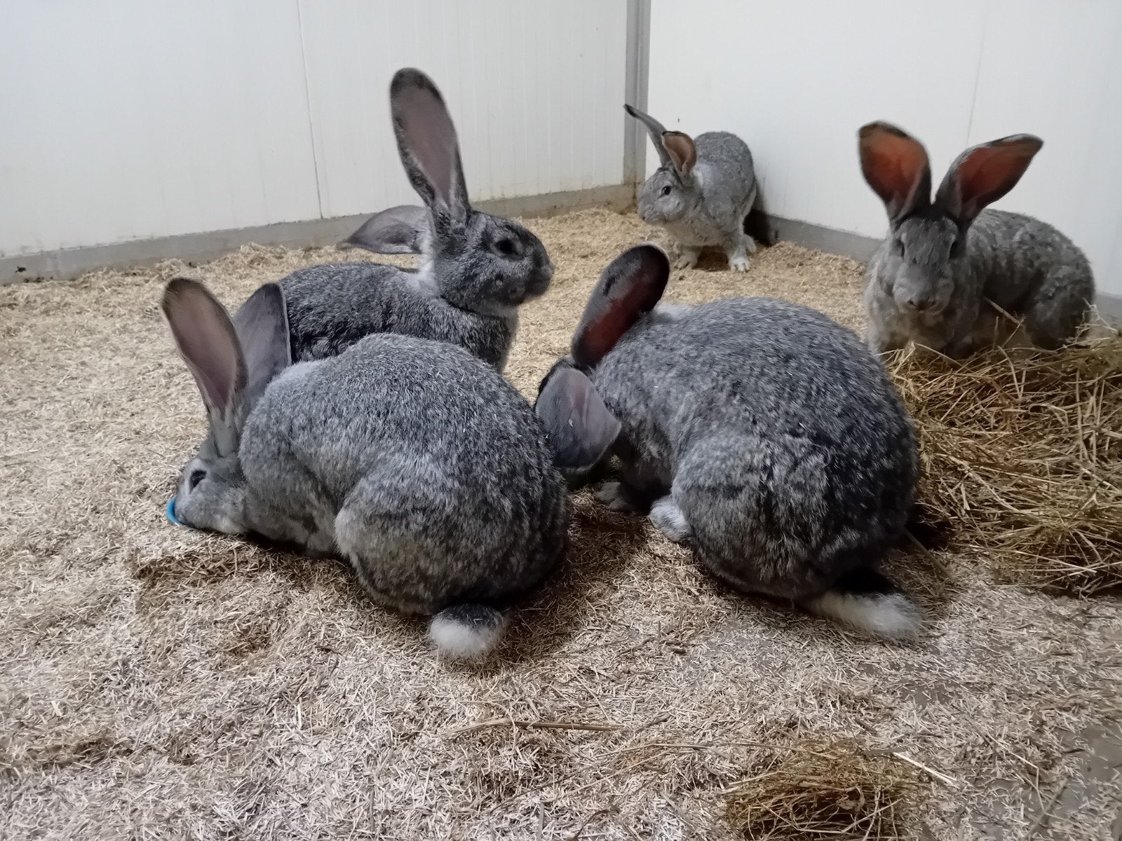 vlaamse reus chinchilla rammen, Mannelijk, Groot, 0 tot 2 jaar