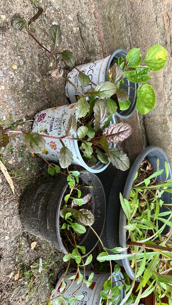 Diverse tuinplanten, borderplanten, Ophalen, Overige soorten, Halfschaduw