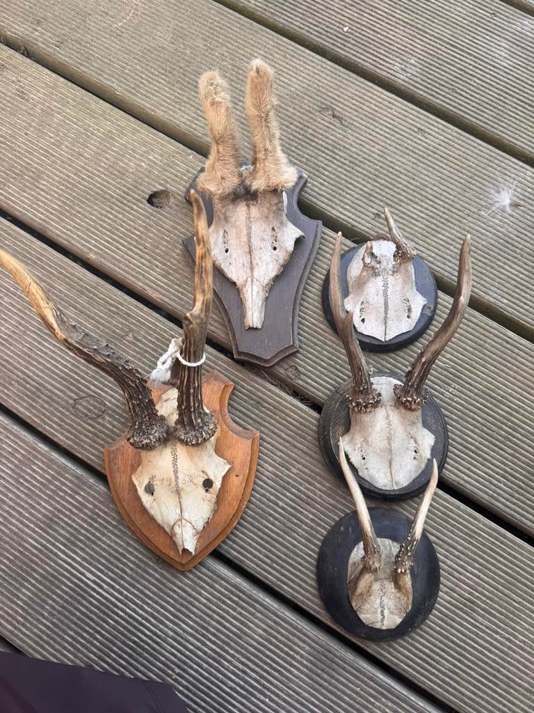Geweitjes 5 stuks, Ophalen of Verzenden, Zo goed als nieuw, Beeldje of Figuurtje