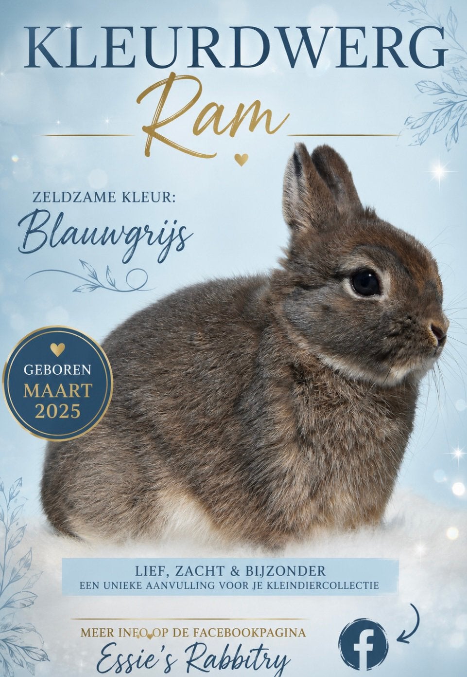 Kleurdwerg ram, Dieren en Toebehoren, Konijnen, Dwerg, Mannelijk