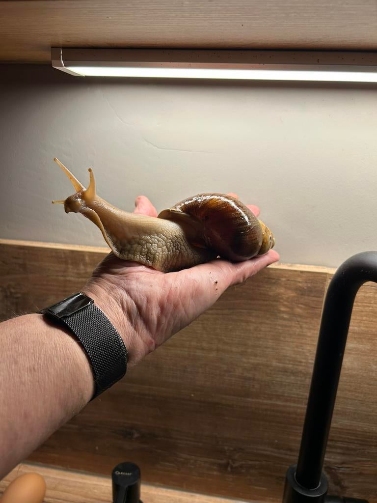 Reuze slakken ongeveer huis 8 cm 4 stuks, Juli, Meerdere dieren