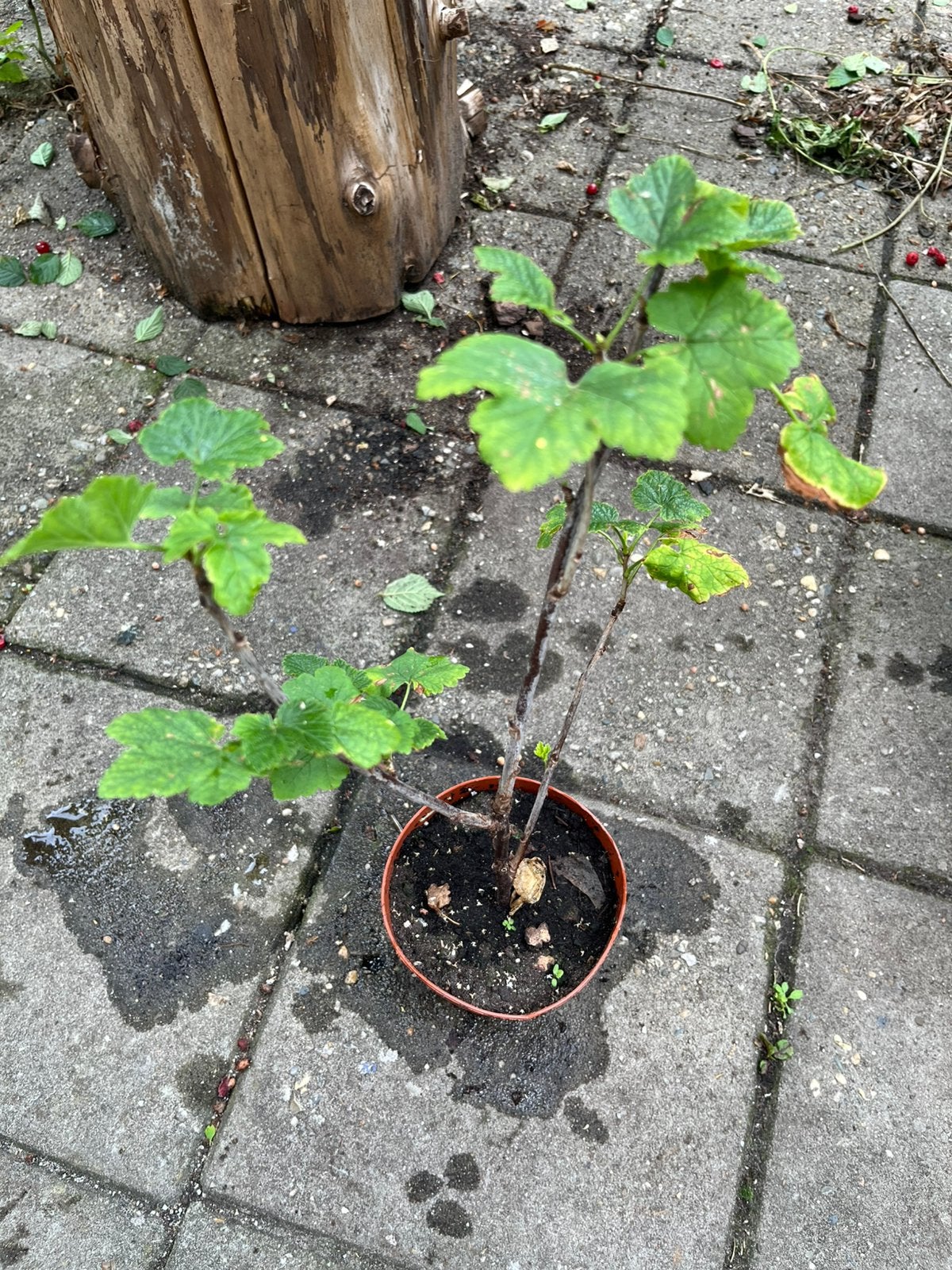 Red Currant / Rode Bes — Ribes rubrum — Bio - Winterhard, Ophalen of Verzenden, Minder dan 100 cm, Lente