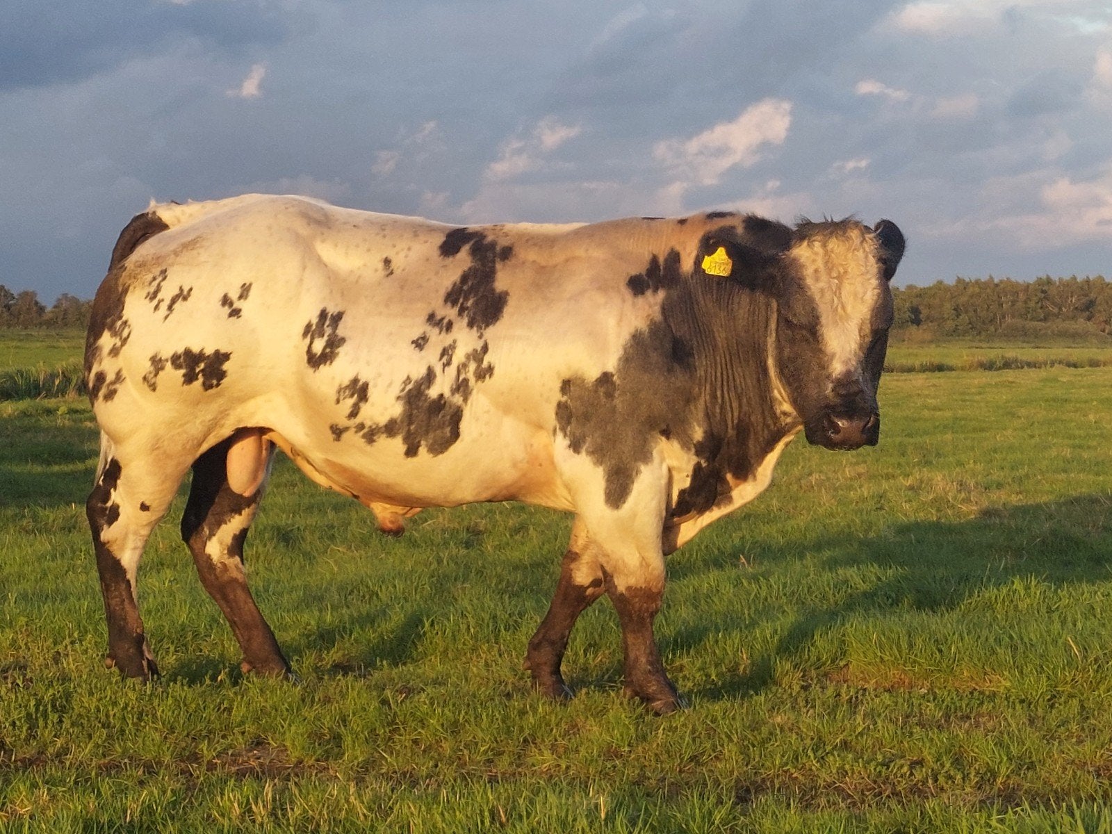 te koop BWB dekstier, Ophalen of Verzenden