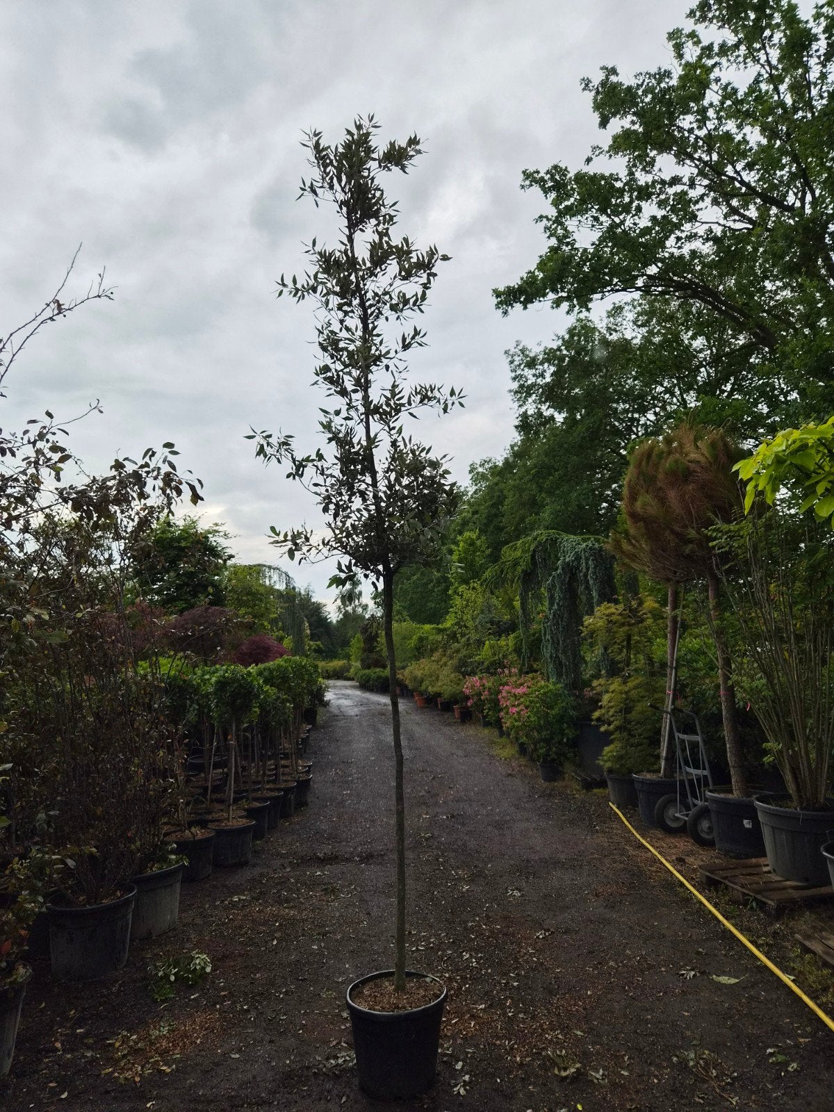 Quercus Ilex Hoogstam 10-12 cm - Steeneik, Bloeit niet, 250 tot 400 cm, Volle zon, In pot
