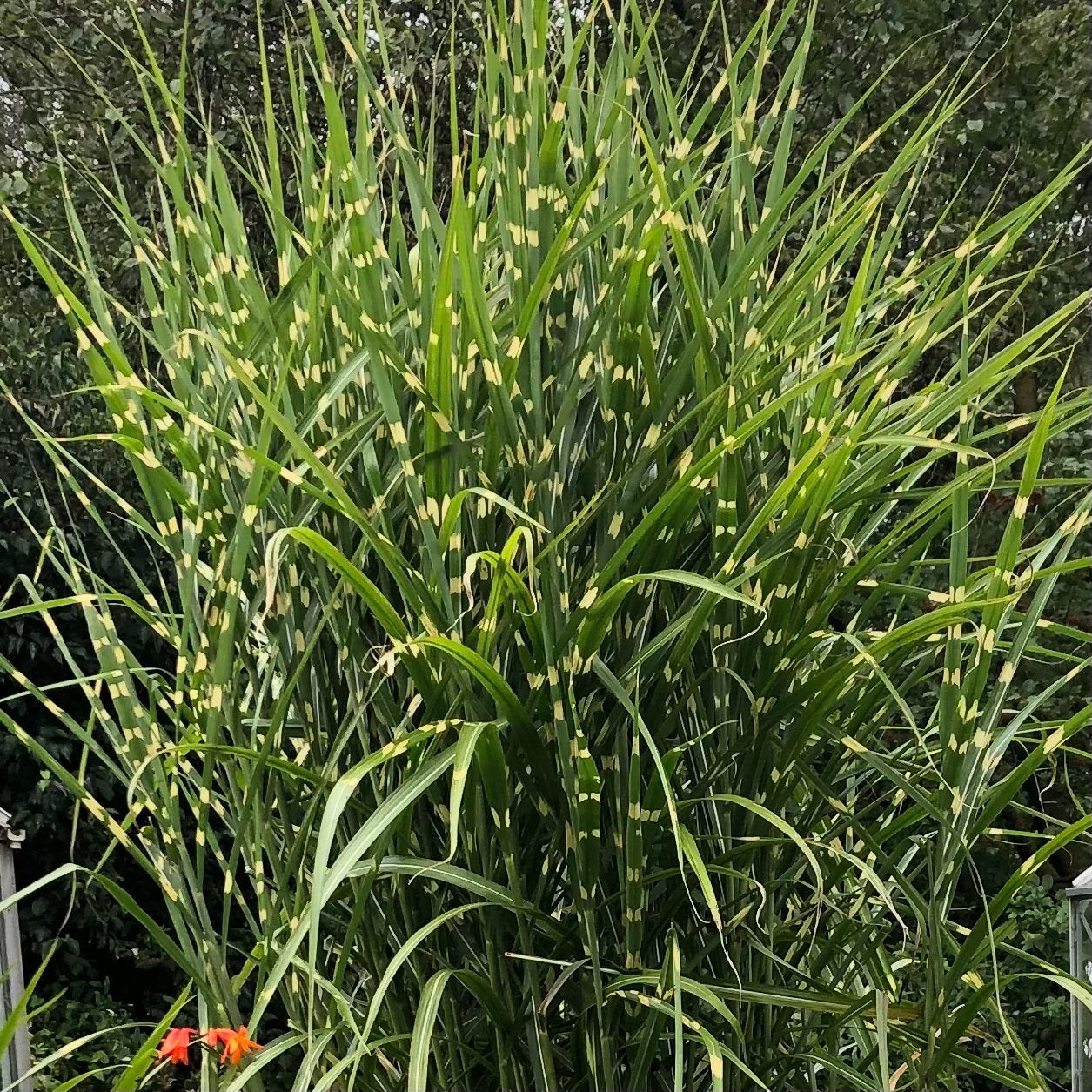 Miscanthus Sinensis Zebrinus, Prachtriet, Zebragras, Ophalen, Overige soorten, Volle zon