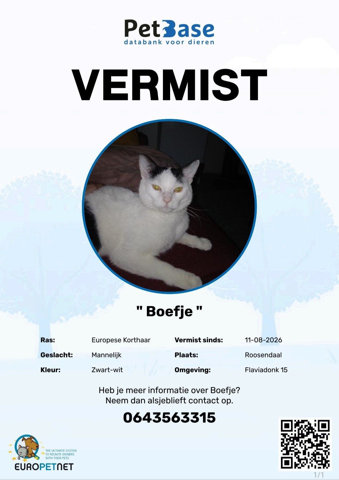 kat vermist!!!!, Dieren en Toebehoren, Kat