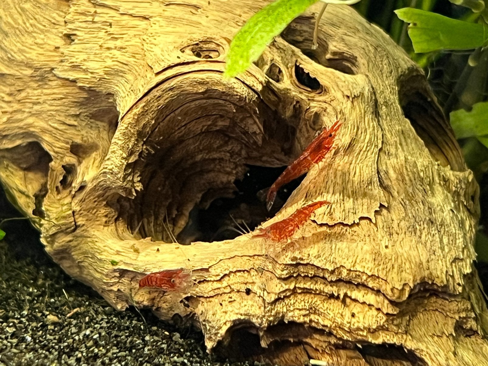 (Uitgeselecteerde) Bloodymary garnalen. €0,50, Kreeft, Krab of Garnaal