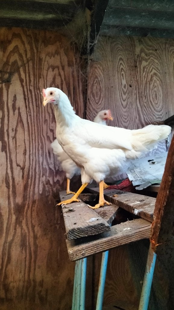 witte leghorns kippen, Dieren en Toebehoren, Mei, Meerdere dieren