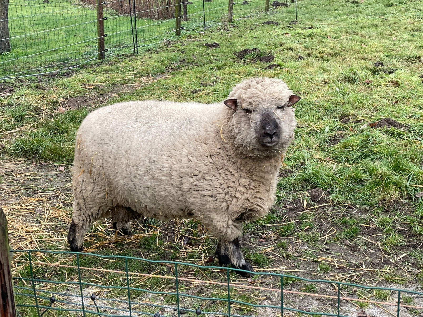 Shropshire dekram, Dieren en Toebehoren, Mannelijk, Schaap, 0 tot 2 jaar