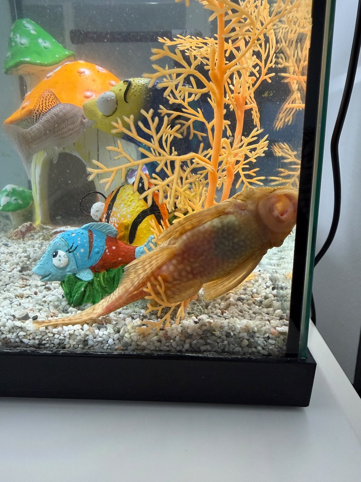 Compleet aquarium met 2 vissen en accessoires, Dieren en Toebehoren, Ophalen, Zo goed als nieuw, Gevuld zoetwateraquarium