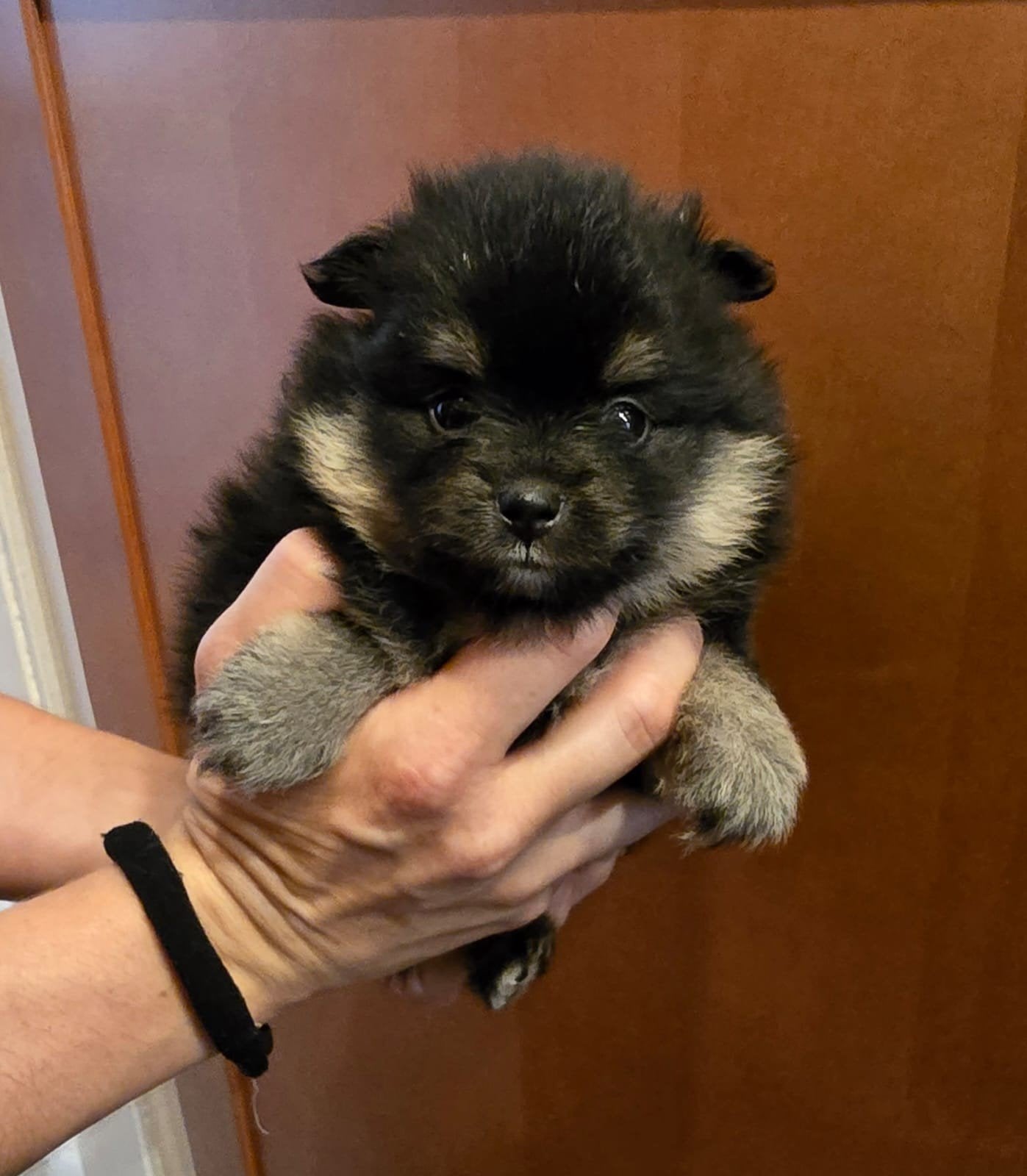  Te koop: Prachtige Mini (bearface) Pomeriaan puppy s Teefje, Parvo, Overige rassen, 8 tot 15 weken, Teef
