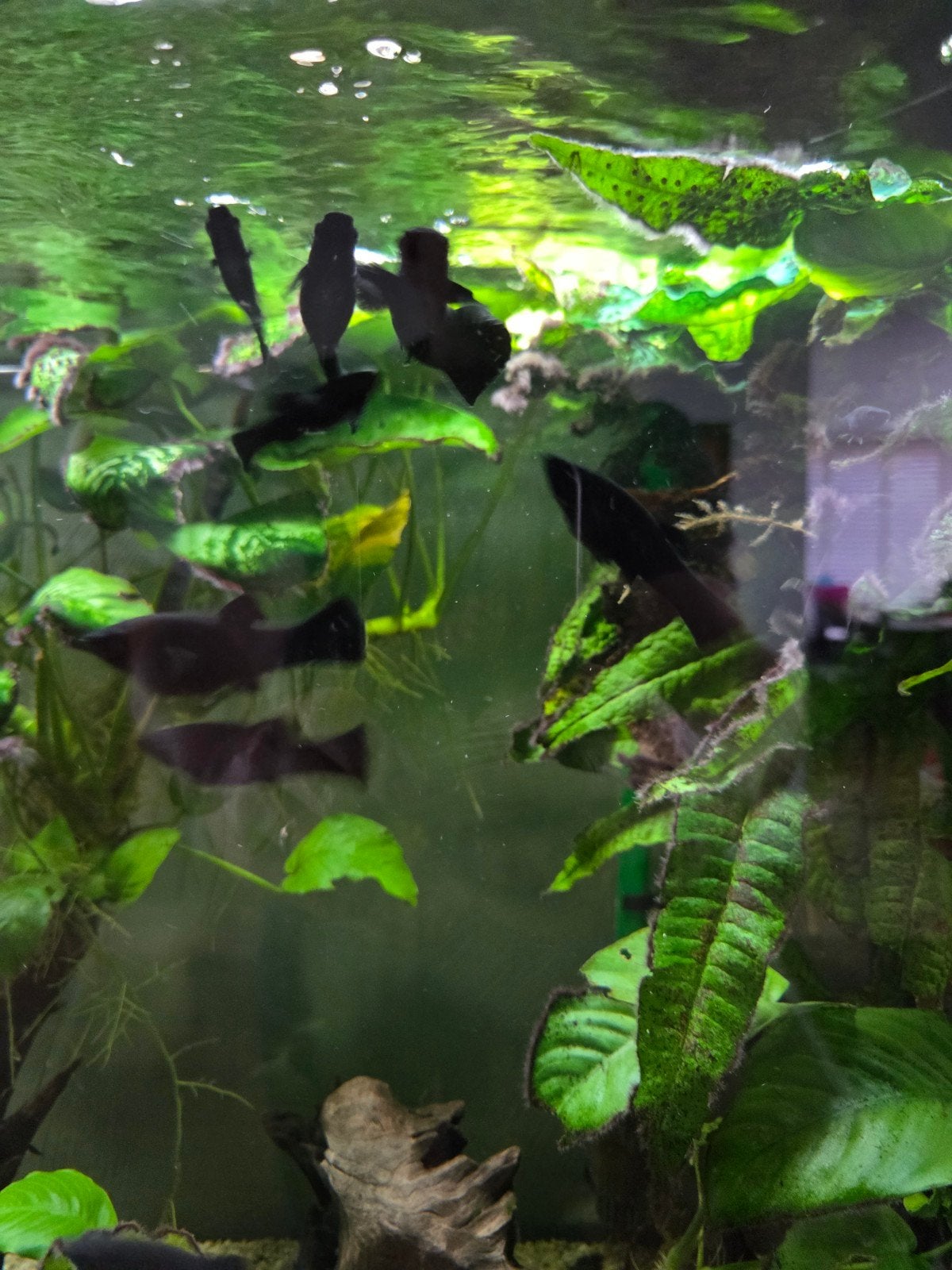 Black mollies (20 stuks), Vis, Zoetwatervis
