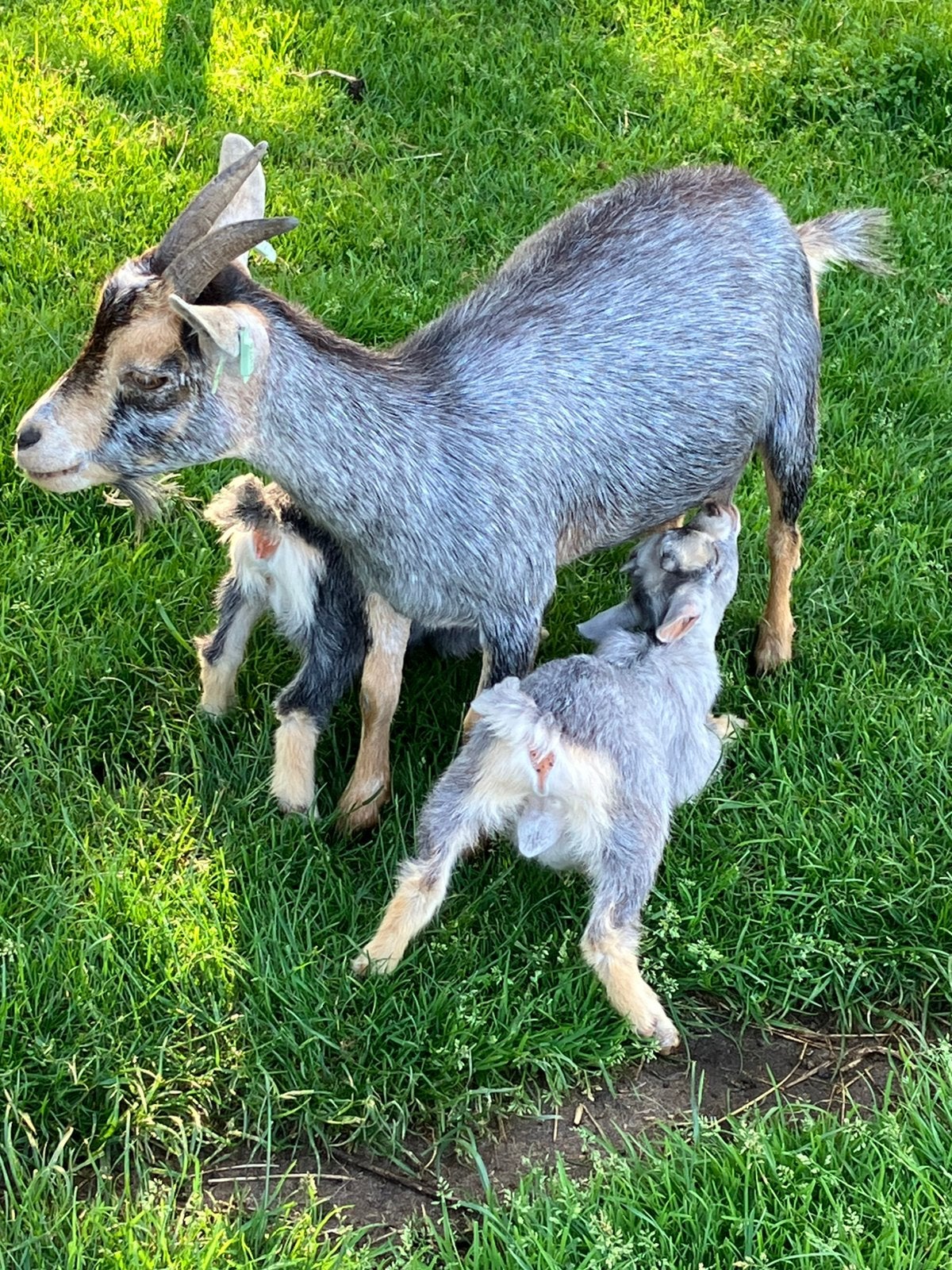 Unieke kans! Blauwschimmel tan geit met jongen, Dieren en Toebehoren, Schapen, Geiten en Varkens, Vrouwelijk, Geit