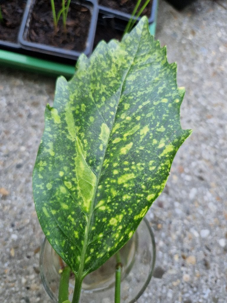 2 stekken Aucuba Japonica vaste tuinplant, Tuin en Terras, Planten | Tuinplanten, Ophalen of Verzenden, Overige soorten, Halfschaduw
