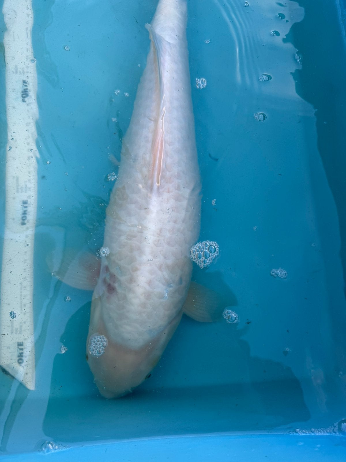 Platinum Ogon koi, Karper of Koi