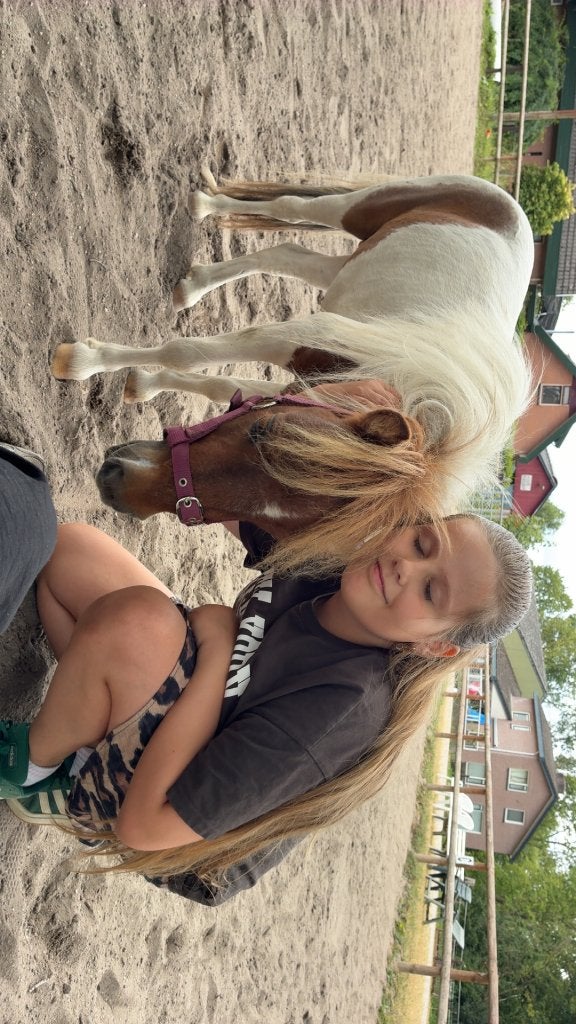 Mini Shetlander hengst, Overige merken, Ophalen, Nieuw, Overige typen
