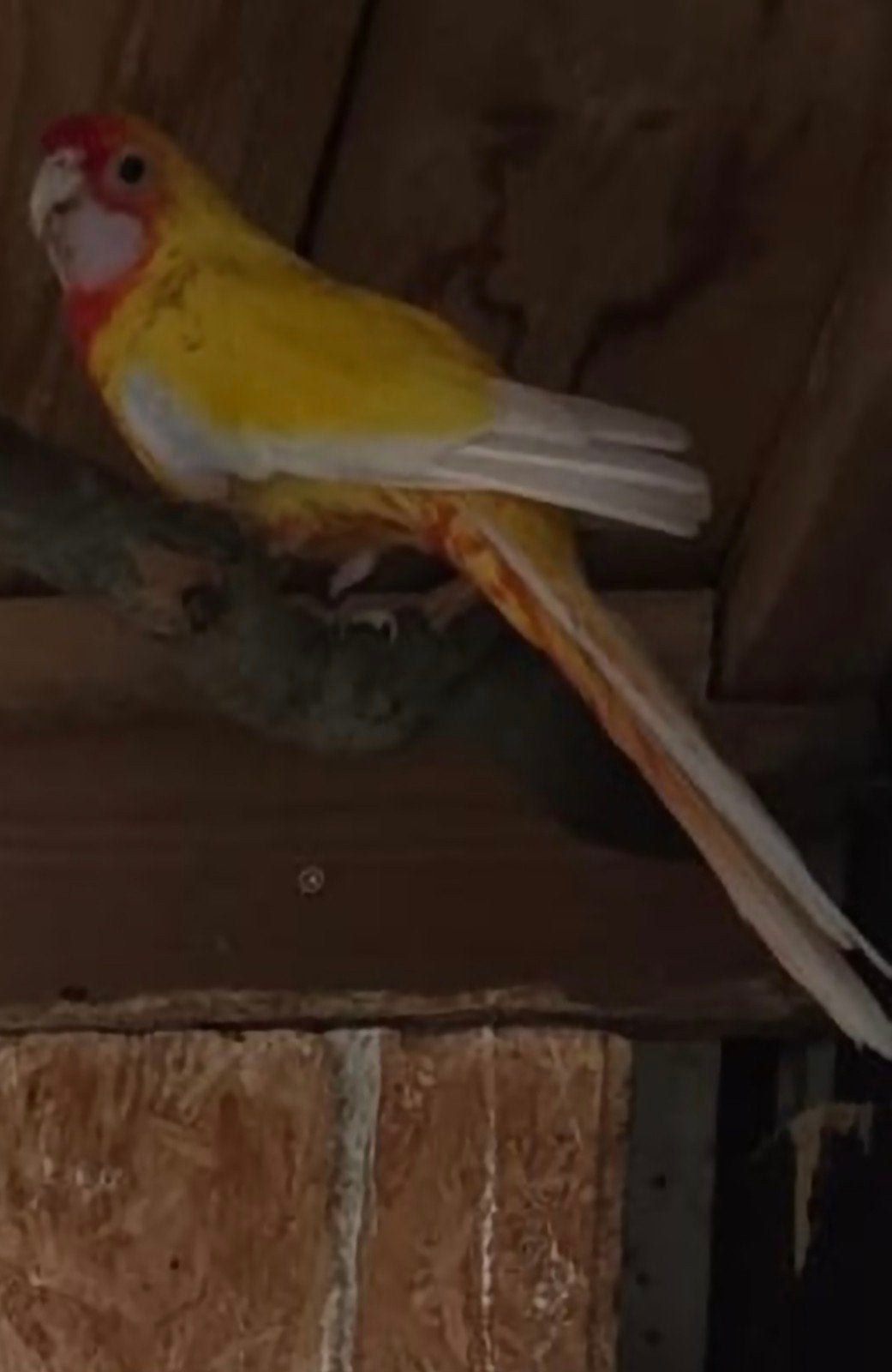 Pennant rosella koppel, Dieren en Toebehoren, Meerdere dieren, Parkiet