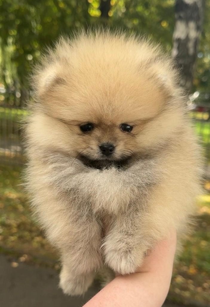 Pomeriaan pup reutje Cream Sable – Bear type, Keeshond, Reu, 8 tot 15 weken, Buitenland