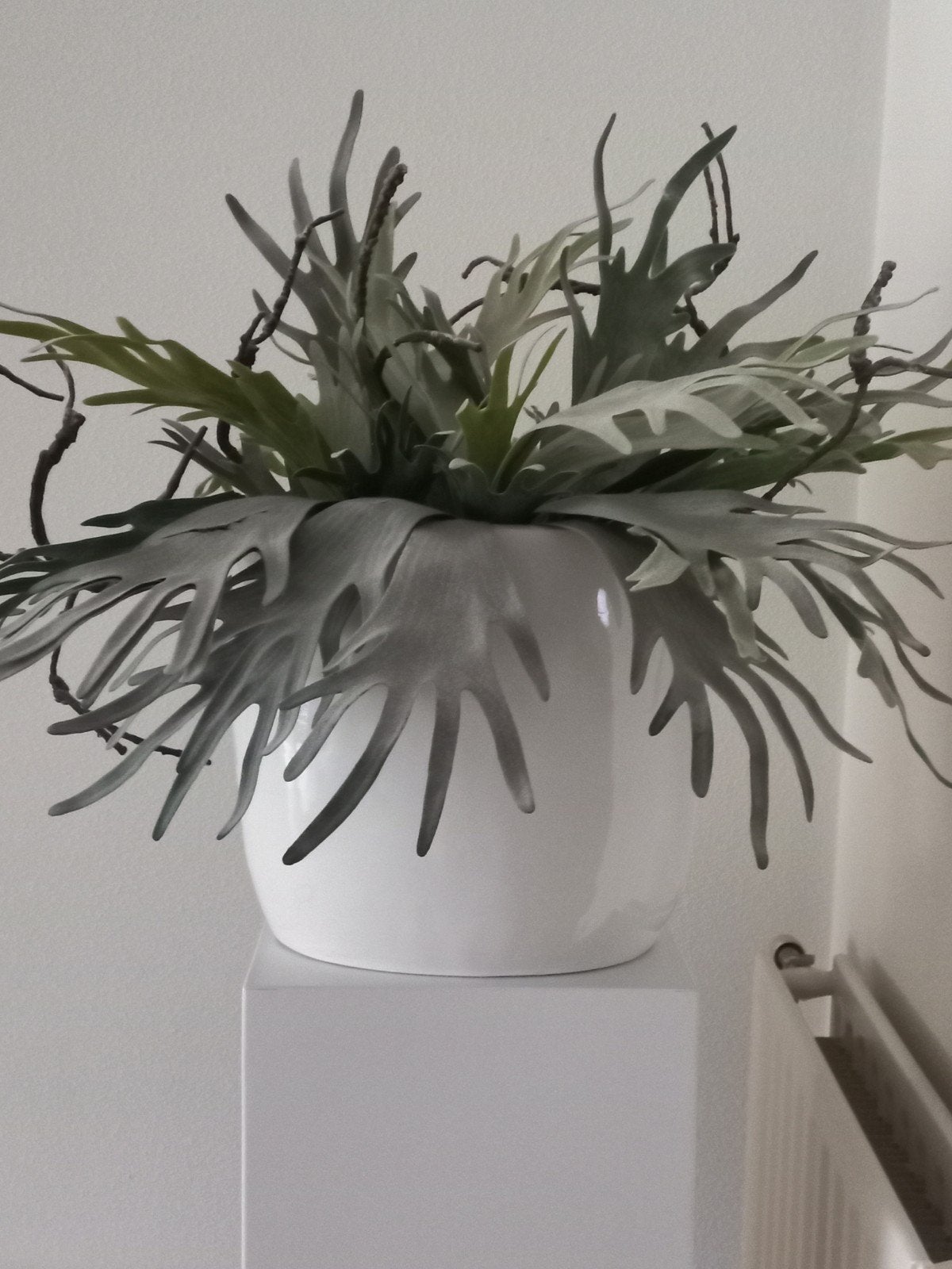 2 sokkels / plantenpilaren en of 2 hertshoornen in pot, Ophalen, Zo goed als nieuw