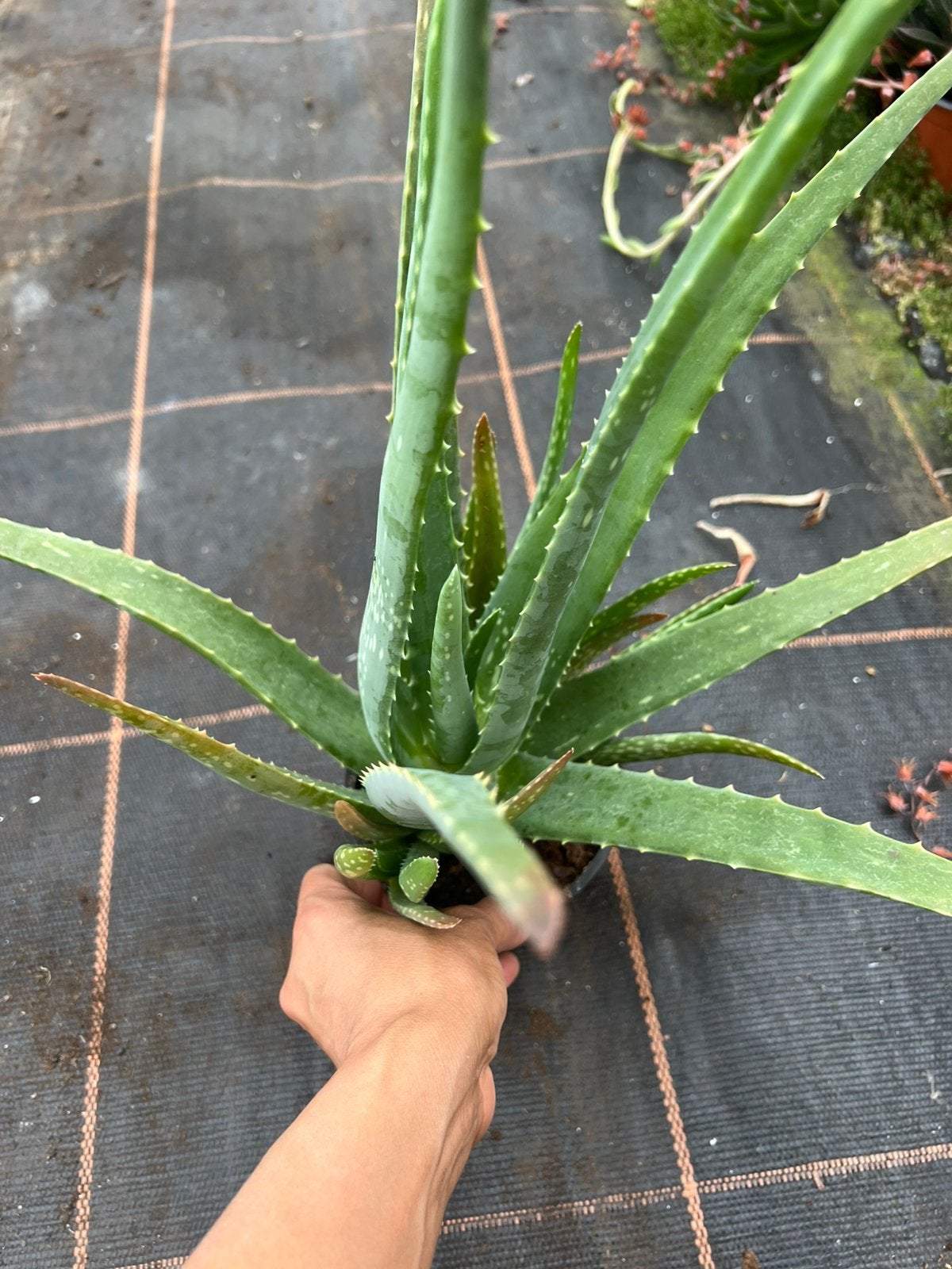 Aloe vera pot12, Ophalen of Verzenden, Overige soorten, Volle zon