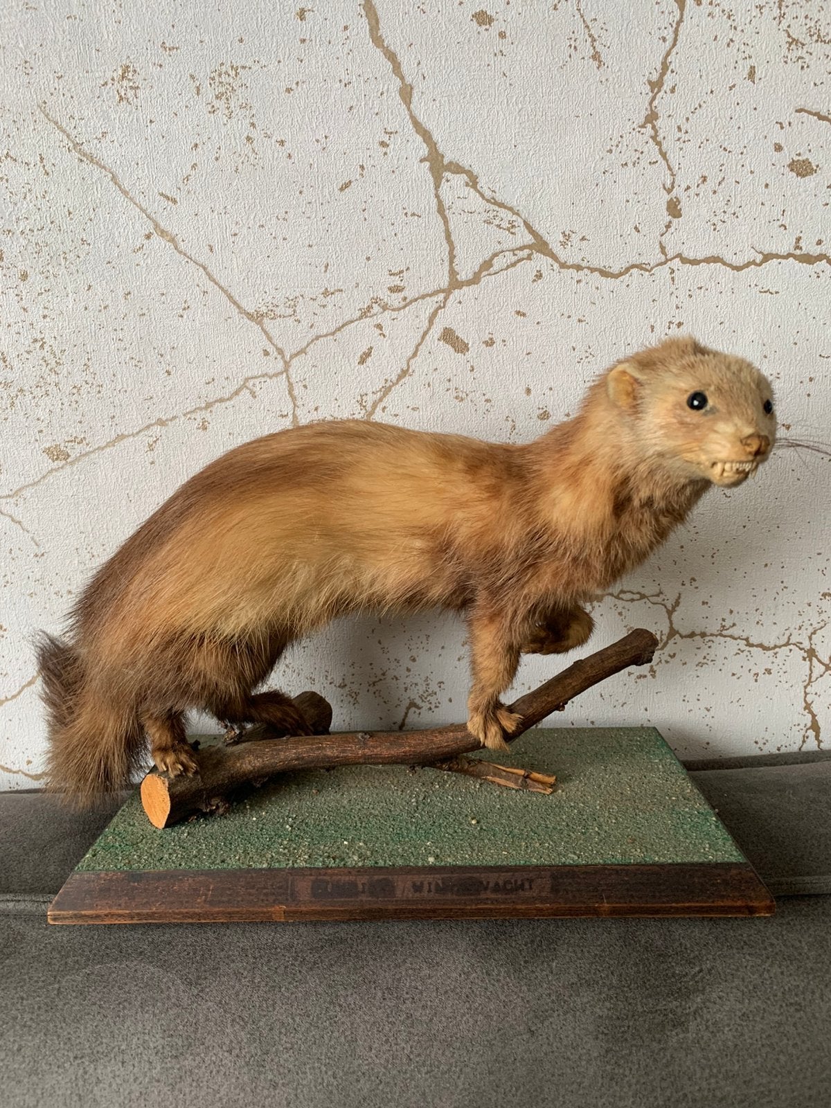 Opgezette bunzing, Ophalen of Verzenden, Zo goed als nieuw, Vogel, Opgezet dier