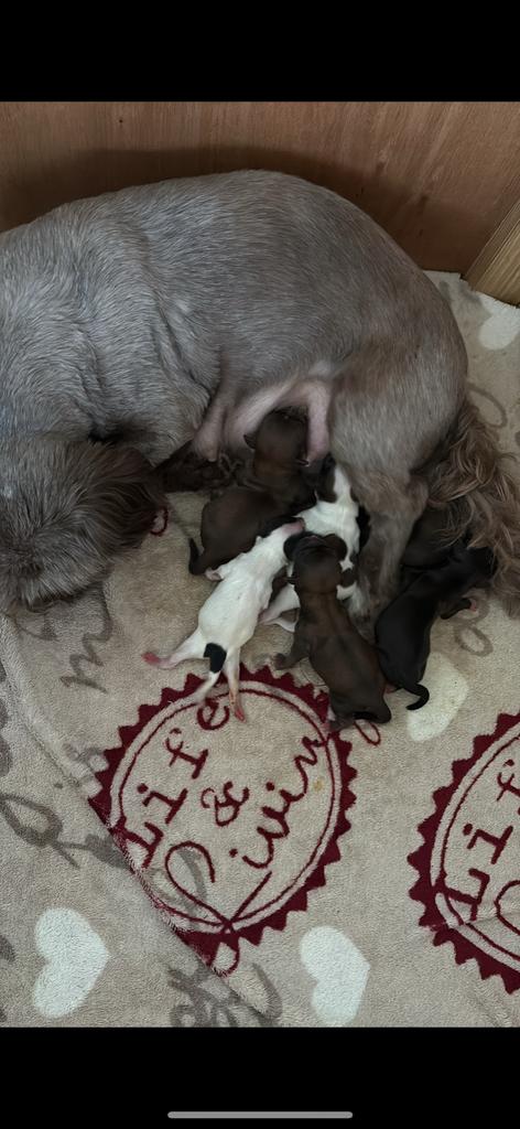 Shih tzu pups, 8 tot 15 weken, Meerdere, Meerdere dieren, Klein
