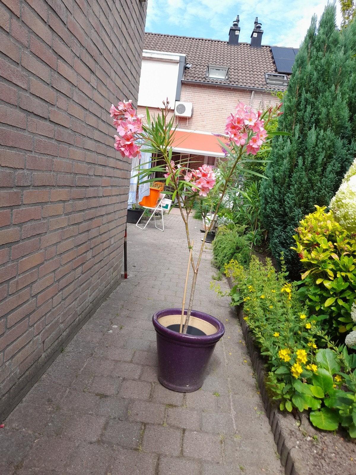 Prachtige  oleander, Overige soorten, 100 tot 250 cm, Zomer, Ophalen