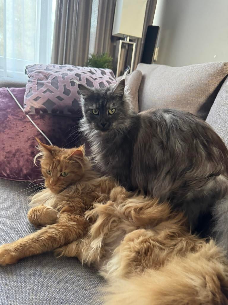 Direct fokken 2   Main coon poezen met stamboom, Dieren en Toebehoren, Katten en Kittens | Raskatten | Langhaar, Poes, Ingeënt