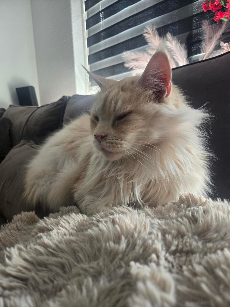 1 maine coon, 1 halve maine coon, Poes