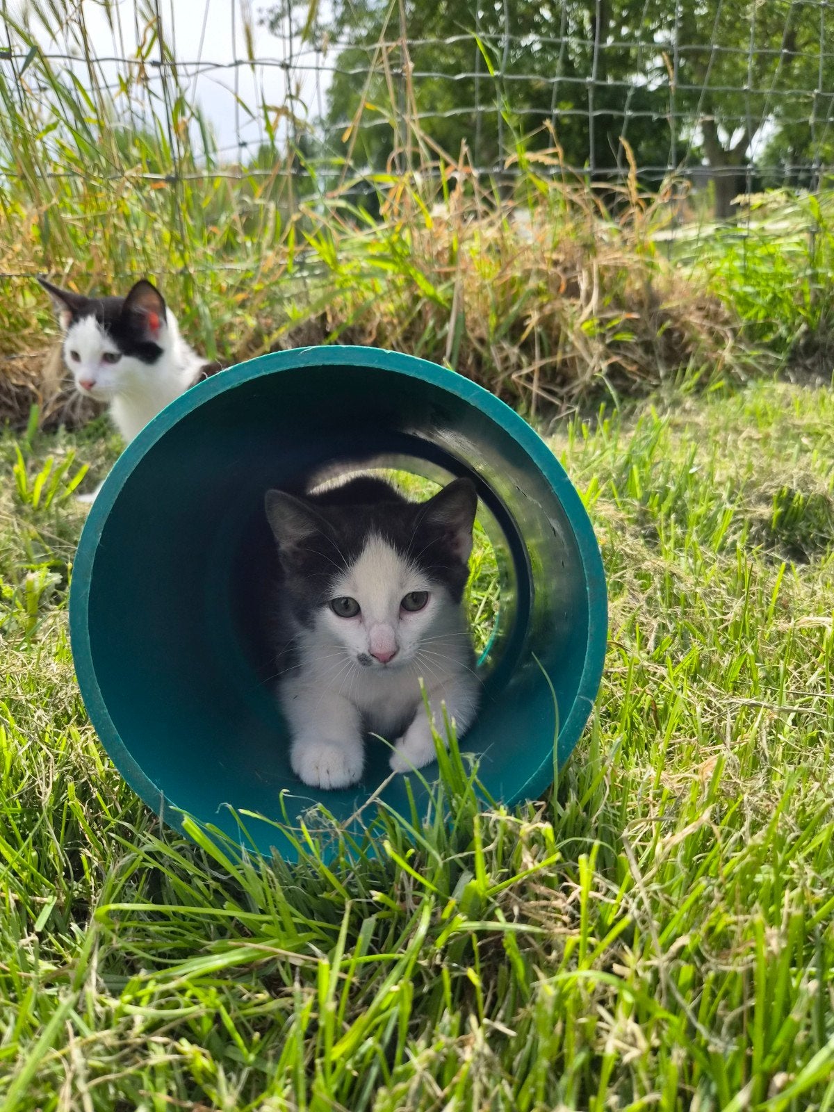 2 lieve  boerderij kittens, Dieren en Toebehoren, Kater